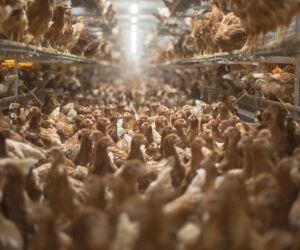 Les fermes usines, l'élevage industriel poussé à l'extrême