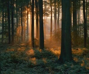 Les forêts absorbent beaucoup moins de CO2 qu’il y a 10 ans