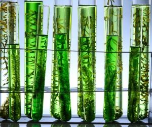 Les biocarburants, qu'est-ce que c'est ? Une fausse bonne idée ?