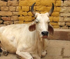 Sacrés, vénérés, ces endroits où il fait bon être un animal