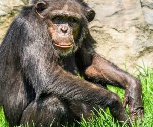 Les 8 animaux les plus intelligents au monde