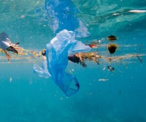 The Ocean Cleanup, l’ONG qui nettoie les océans