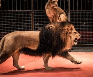 La fin des animaux dans les cirques, où en est-on ?