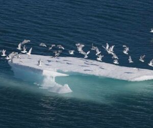 Record de petitesse de la banquise de l'Antarctique