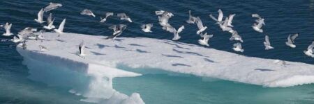 Record de petitesse de la banquise de l'Antarctique