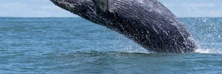 Les fanons de la baleine, une merveille de la nature