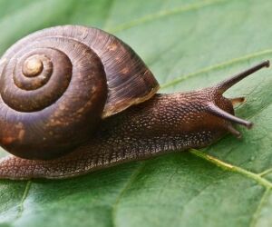 Répulsifs naturels contre les escargots : 4 techniques imparables