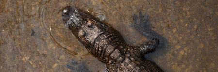 Rêver d'alligators, quelle signification faut-il y voir ?