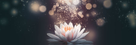 Signification du Lotus : la fleur sacrée de l’évolution