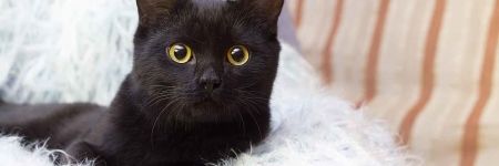 5 superstitions décryptées : chat noir, échelle, miroir brisé...