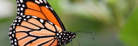 Quelle est la signification du papillon ? Quel message ?