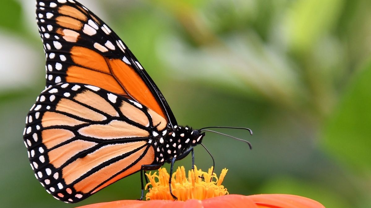 Quelle Est La Signification Du Papillon