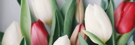 Quelle est la signification des tulipes selon leur couleur ?