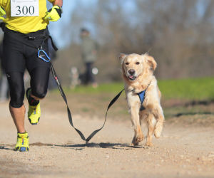 Canicross : 6 conseils pour courir avec son chien