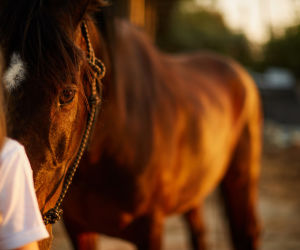 Communication animale : testé et approuvé !