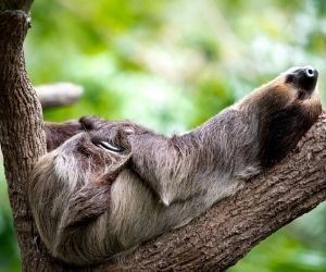 Éloge de la paresse : et si on passait en mode off ?