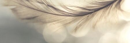 La signification des plumes : découvrez le message des anges