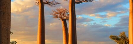 Astrologie Africaine : portrait et personnalité du Baobab