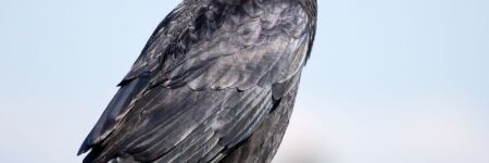 Signification du corbeau : quel message faut-il y voir ?