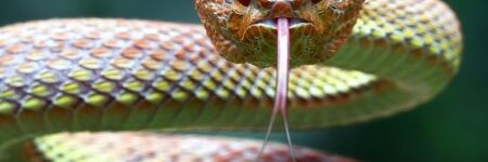 Animal Totem Serpent, quelle symbolique ?