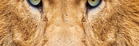 13 signes que vous êtes un Lion, un vrai !