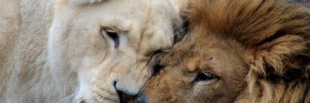 5 bonnes raisons de craquer pour un Lion fougueux & royal !