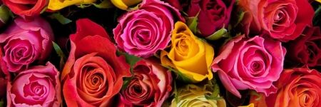 Quelle est la signification des roses selon leur couleur ?