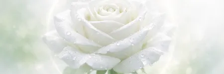 Rose blanche&nbsp;: signification spirituelle et symbolique 🤍