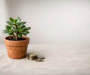 L'arbre de jade : la plante qui attire chance et prospérité