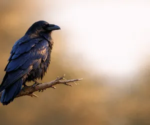 Signification du corbeau : quel message faut-il y voir ?