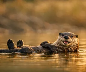 La loutre comme animal totem, quelle symbolique ? Quelle signification ?