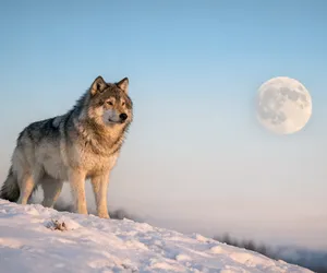 Animal totem Loup, quelle symbolique ? Quelle signification ?