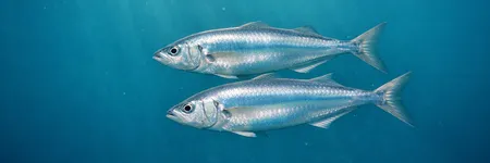 La vérité que le Poissons ne veut PAS entendre ♓🌊