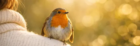 Signification spirituelle d'un oiseau qui se pose sur moi