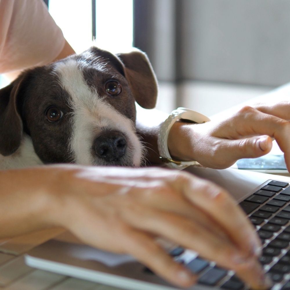 Allez, ce matin, j'emmène mon animal au travail !